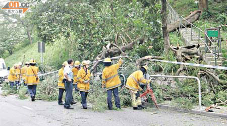 Tuen Mun tree failure to injure cyclist 7.10.2011