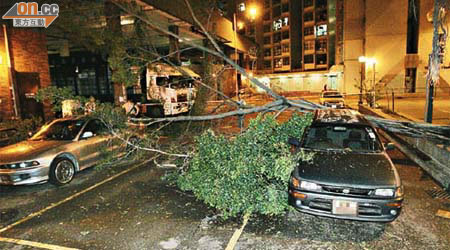 failed tree crushing cars
