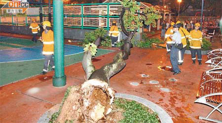 failed tree in park