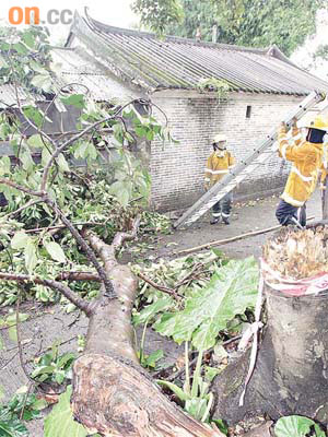 failed tree to damage temple