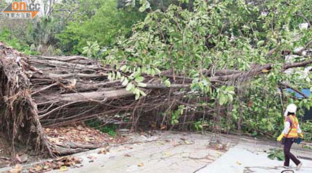 falied Ficus elastica blocking road