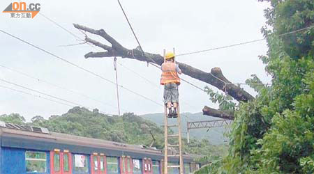 tree failed on KCR power line