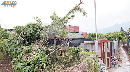 tree failed on vilage house