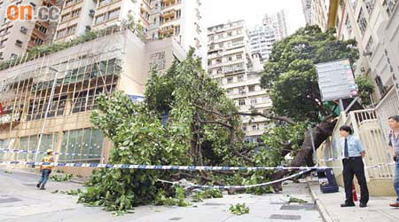 tree failure at Tung Wah Hospital
