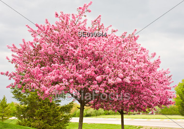Two flowering Redbud Trees