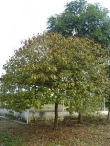 胭脂木 (2)
